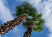 007 Gerhard Thomann 2